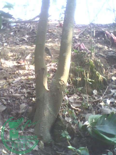 IMG1382A.jpg