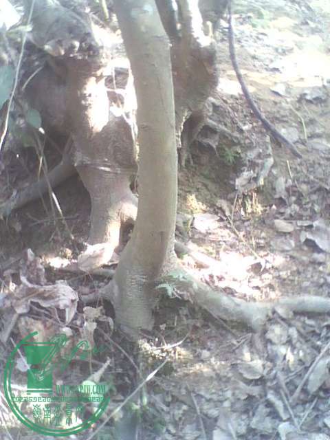 IMG1383A.jpg