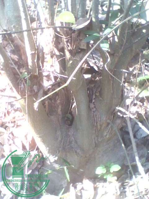 IMG1377A.jpg