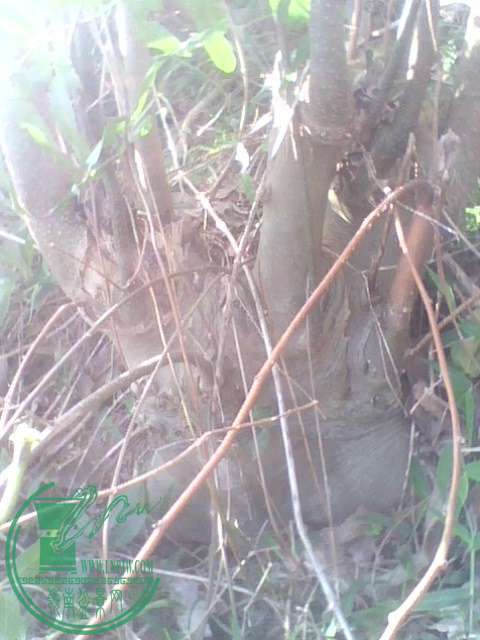 IMG1378A.jpg
