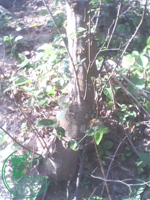 IMG1379A.jpg
