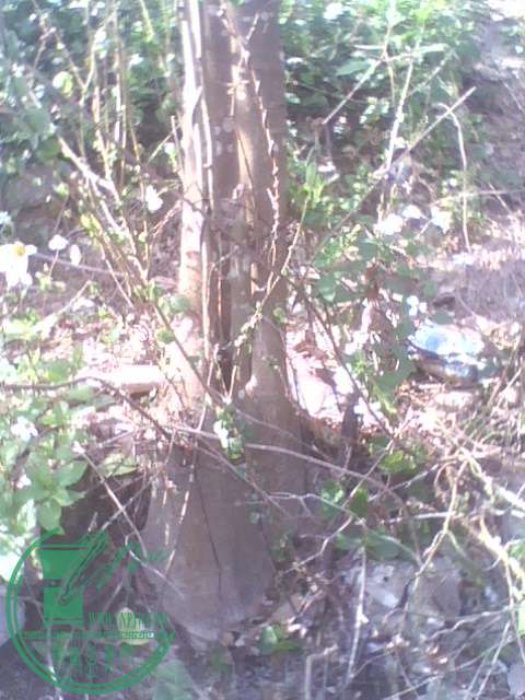 IMG1380A.jpg