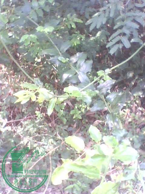IMG1386A.jpg