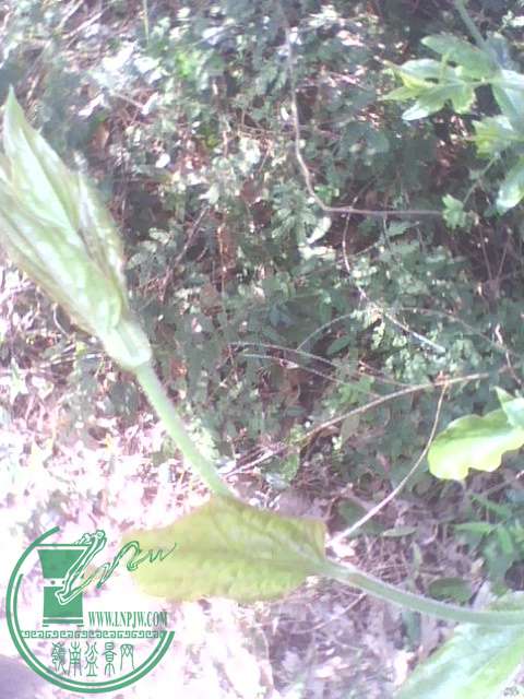 IMG1384A.jpg