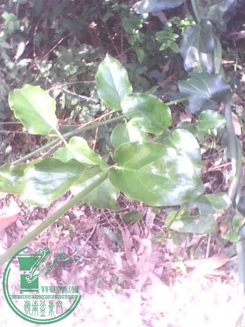 IMG1385A.jpg
