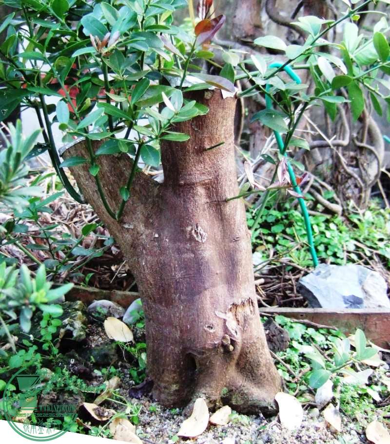 DSCF5769.JPG