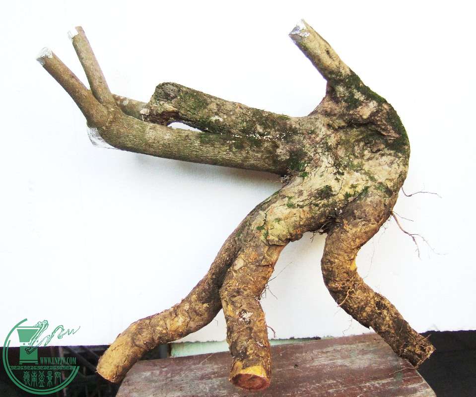 DSCF5815.JPG