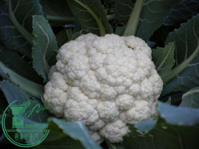 DSCN7616.JPG