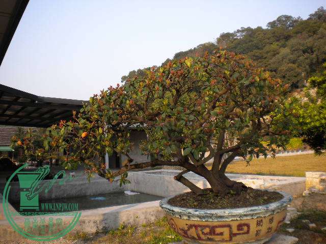 DSCN7638.JPG