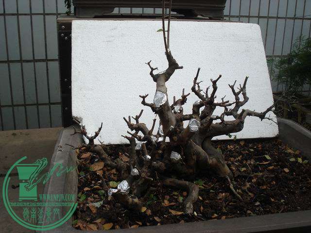 DSC00182.JPG