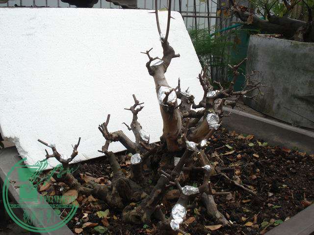 DSC00183.JPG