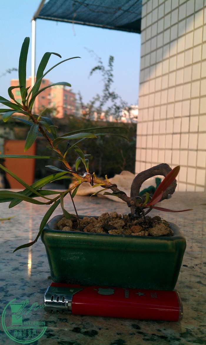 IMAG0363.jpg