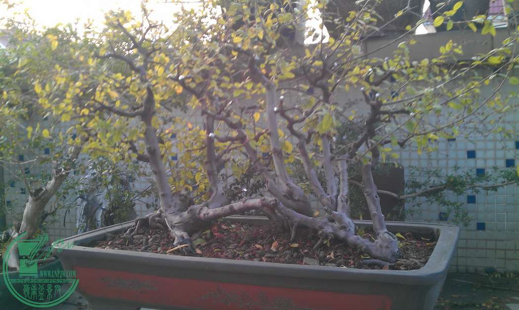 IMAG0374.jpg