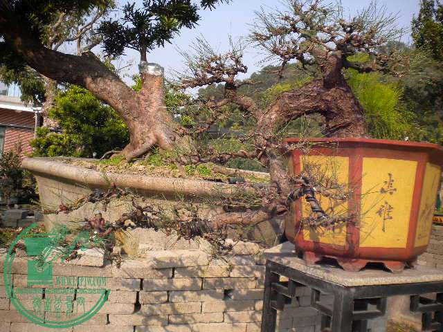 DSCN7718.JPG