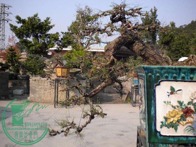 DSCN7721.JPG
