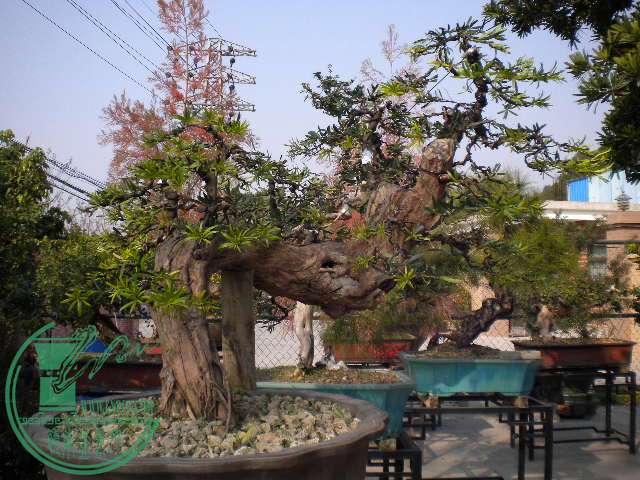 DSCN7716.JPG
