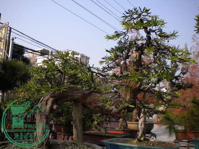 DSCN7717.JPG