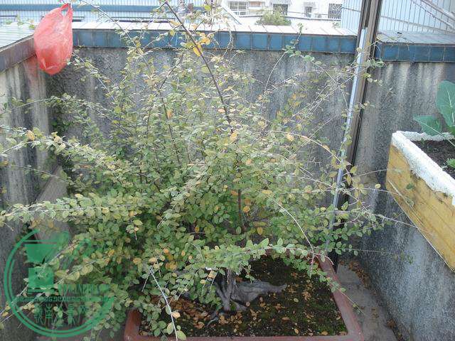 С DSC00186.JPG
