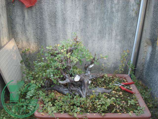 С DSC00187.JPG