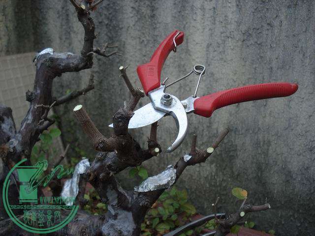 С DSC00188.JPG