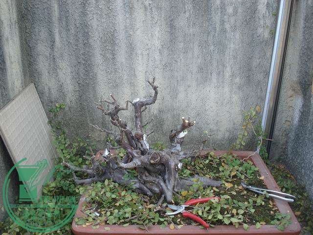 С DSC00190.JPG