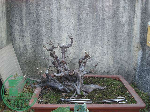С DSC00192.JPG