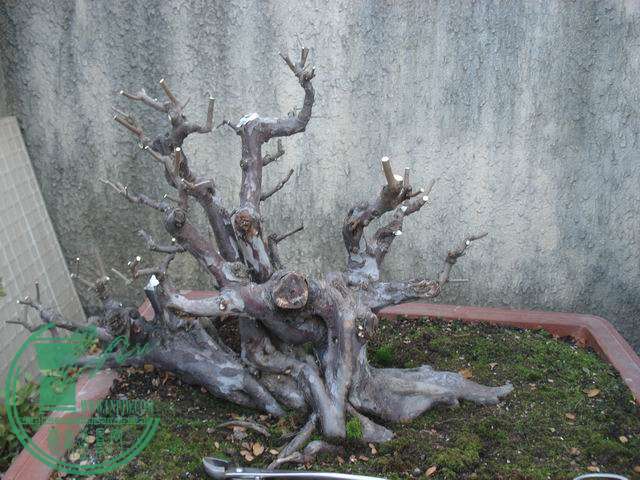С DSC00193.JPG