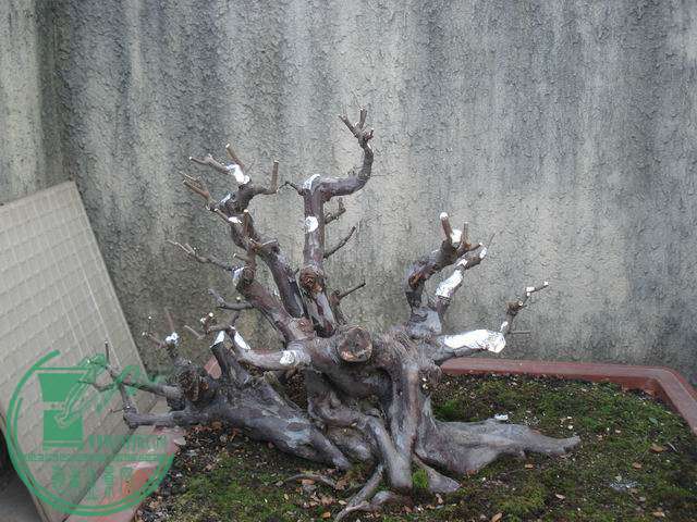 С DSC00194.JPG