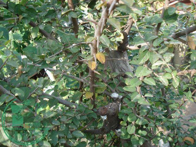 С DSC00198.JPG