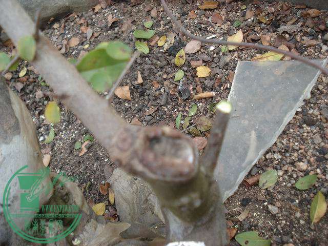 С DSC00211.JPG