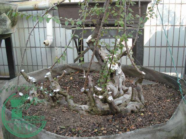 С DSC00216.JPG