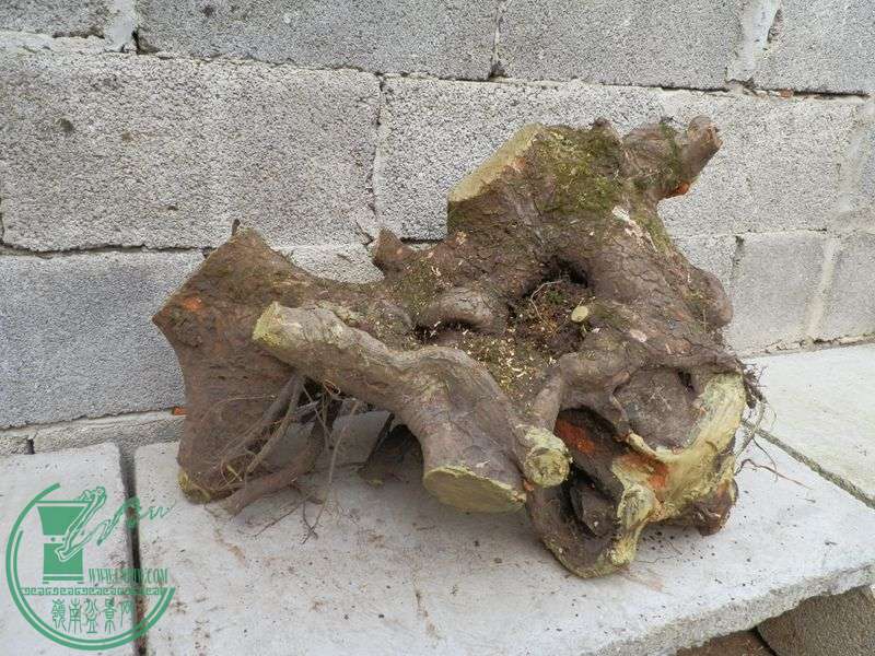 P1181747.JPG