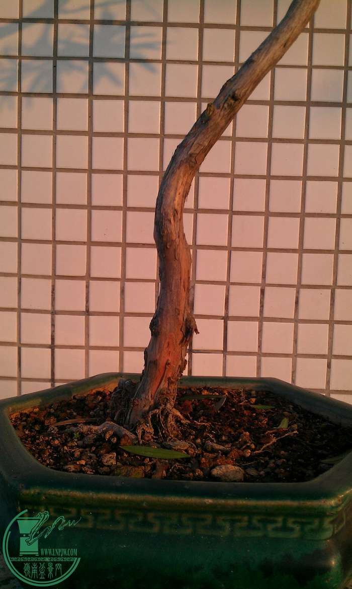IMAG0370.jpg