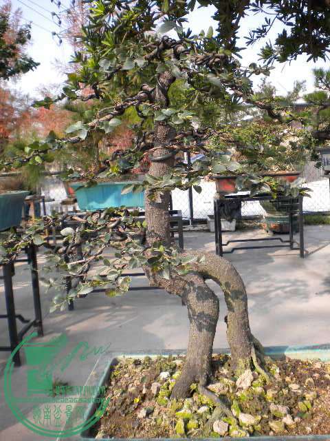 DSCN7715.JPG