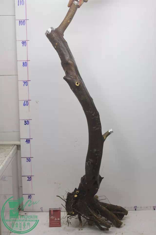 psb (25).jpg