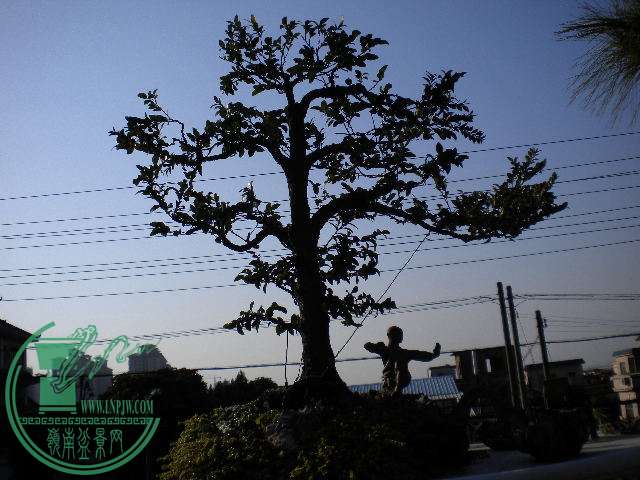 DSCN7544.JPG