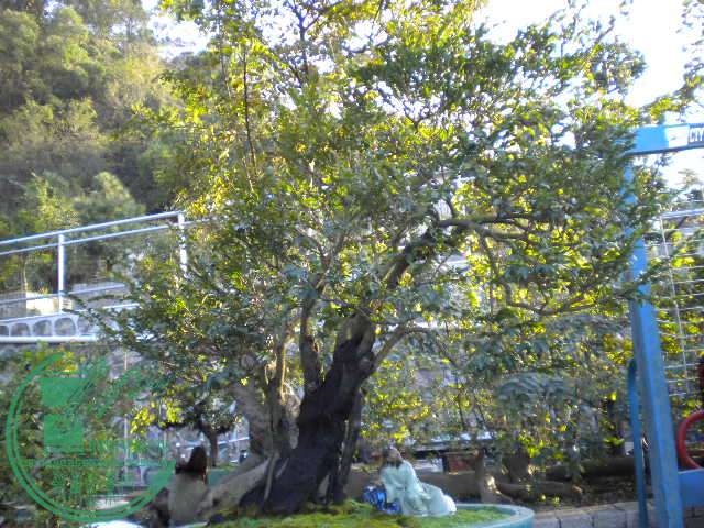 DSCN7557.JPG