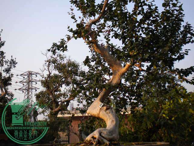 DSCN7699.JPG
