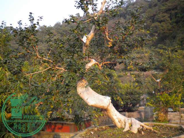 DSCN7700.JPG