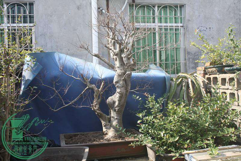 Ƭ20131026ۺ 2477.jpg