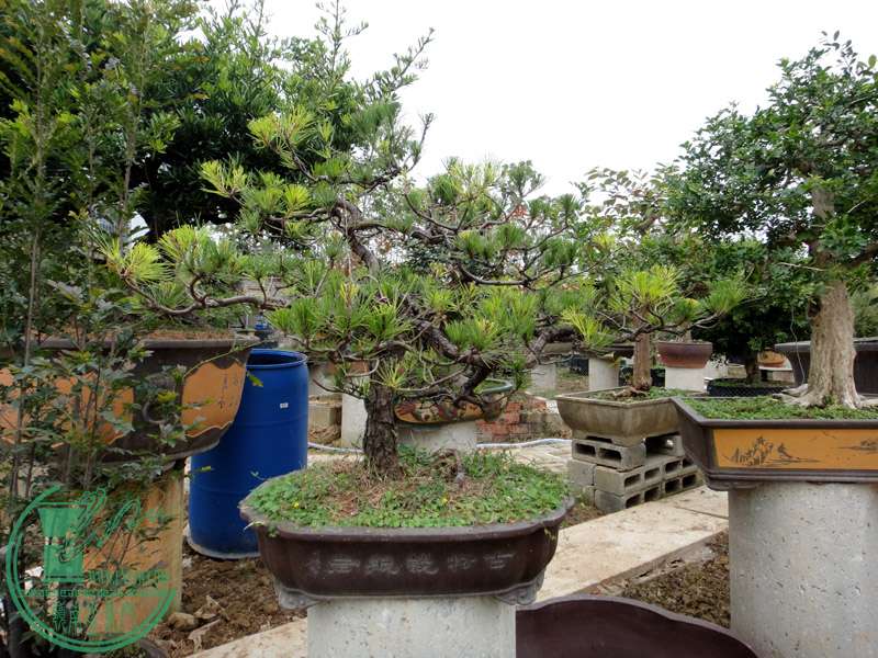 DSC08785.JPG