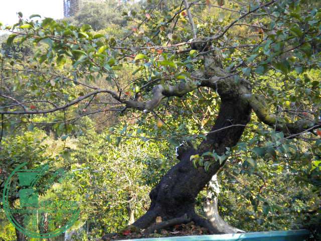 DSCN7551.JPG