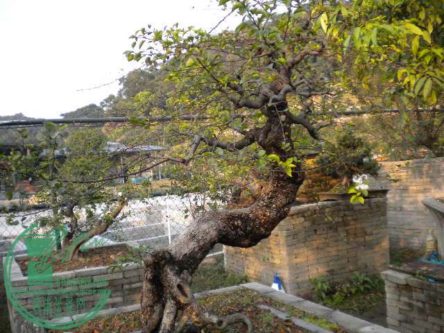 DSCN7687.JPG