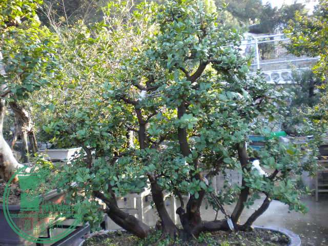 DSCN7552.JPG