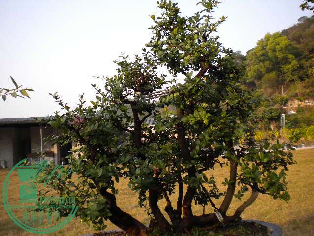 DSCN7646.JPG