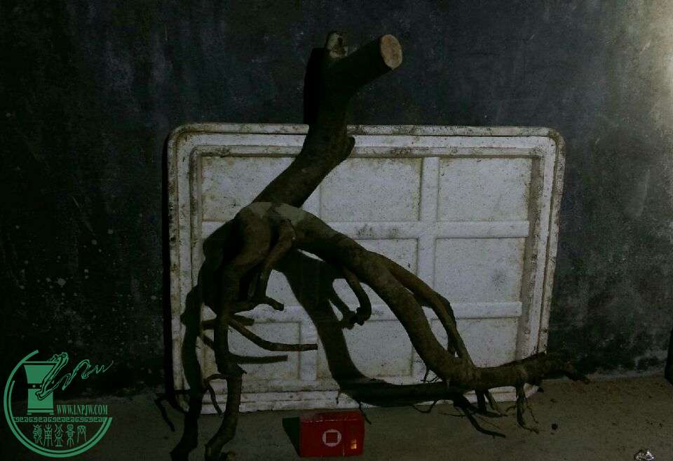 7753c54923ce96e2.jpg
