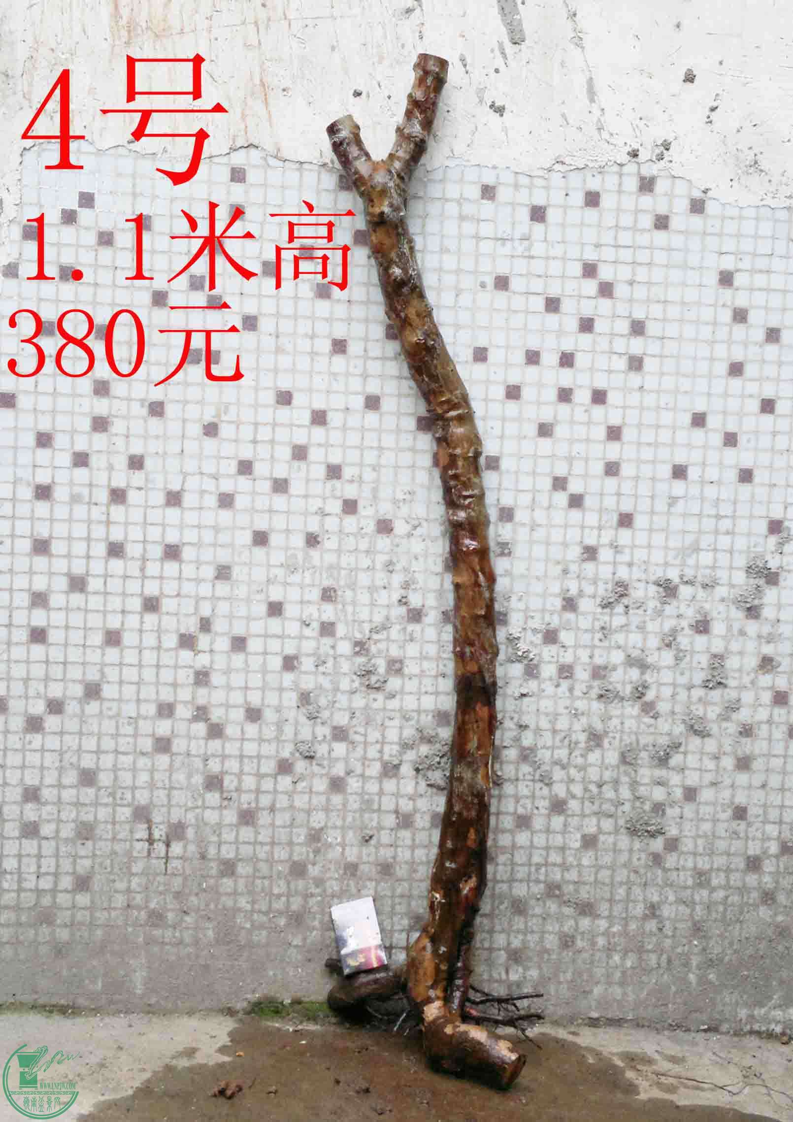 201501211496.jpg