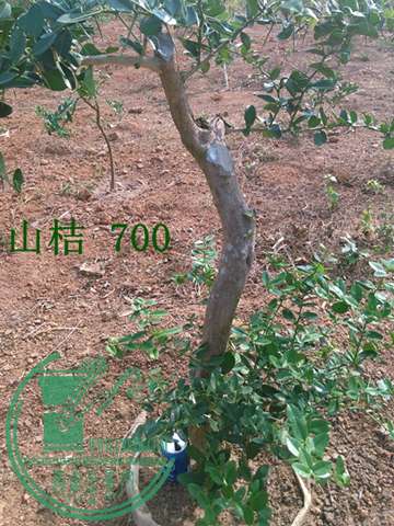 IMG_20150122_103508.jpg