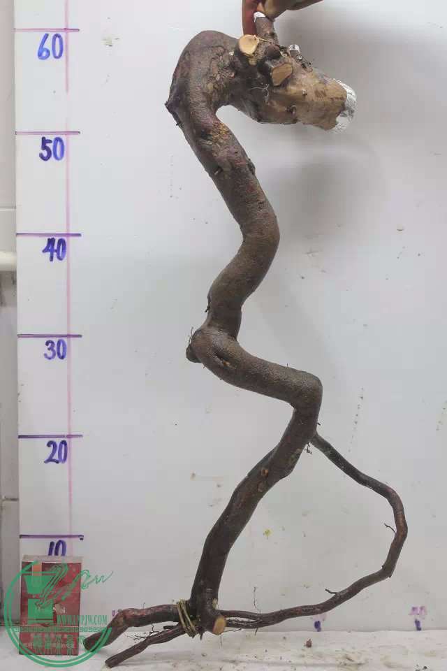 psb (9).jpg