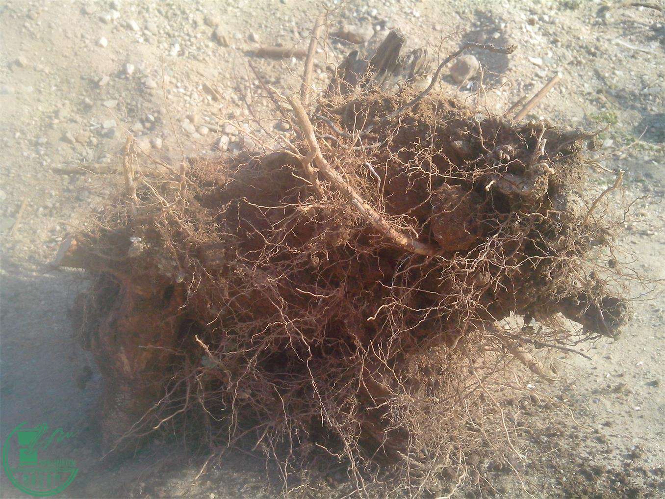 IMG20150121012.jpg